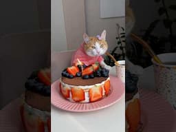 Happy 13th birthday!😺🍰 #thatmeowkitty #birthday #cat