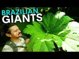 Brazil's Giant Leaves Are Thriving in Britain - here's why