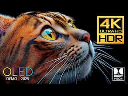 Fantastic Dolby Vision HDR 4K 120 FPS Video  #4k #hdr