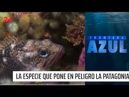 Frontera Azul: Anémona plumosa, la especie que pone en peligro la Patagonia | 24 Horas TVN Chile