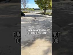 Fun Dog Training Sequence to Try #corgi #dogs #shorts