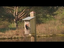 Tree Swallow Livestream at FLOCK