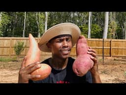Turn 1 Sweet Potato into 1000 Sweet Potatoes #garden