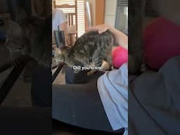 THIS is what happens when you pet a cat