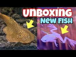 I got FISH, FROGS and SHRIMP!! (insane)