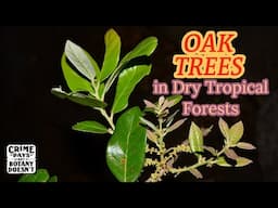 The Dry Tropical Forest Oak - Quercus oleoides