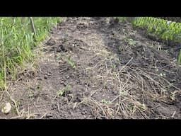 Planting out the front yard garden zone 6A   Wisconsin