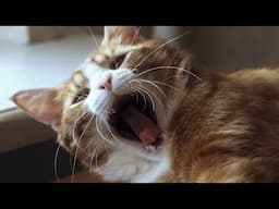 😂 Cutest & Funniest Cats and Animal Moments 😸🐶 | 🥰🤣 Ultimate Funny Compilation 736