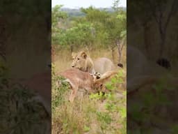Lions Take Down Impala in a Fierce Hunting Battle!