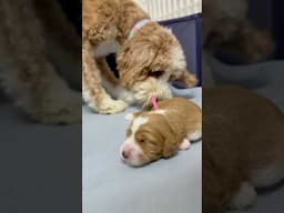 At 11 days old, touch and smell is used to find momma, as meals and warmth are necessities!