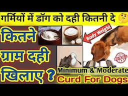 गर्मियों में डॉग को दही कितनी 🤔 दे ? || Curd for dogs Minimum || दही देने के फायदे 😍 ? #curdfordog