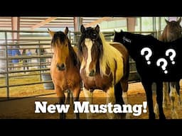 I ADOPTED A NEW MUSTANG!!! Here's why.