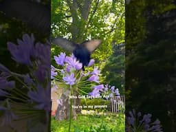 Who Says #god who you are #butterfly at #shinjuku #garden in #tokyo #japan #nature #music #worship