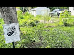 Eating Honeyberries & Trimming Comfrey & Feeding Chickens - Single Lot Food Forest