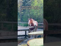 She Might Be A Tad Dramatic?!  #horses #funny #shortsfeed