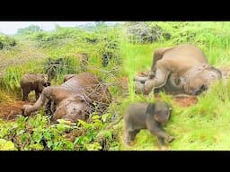 Mommy, wake up! I need you: Baby Elephant nuzzled his lifeless Mother & Refuses to leave her side