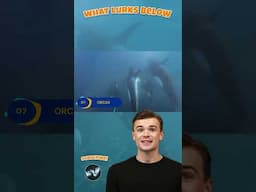 Orcas Exposed as Ruthless Geniuses of the Ocean #Orcas #MarineIntelligence