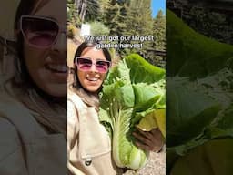 What dish to make with our Mexican kimchi? #gardentotable #homestead #homesteadlife