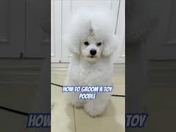How to groom a toy poodle ❤️