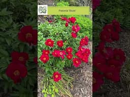 Peonies