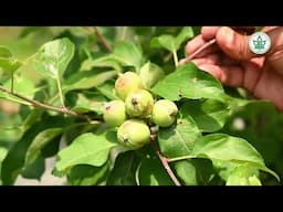 सेब प्रबंधन -  न करें Chemicals Mixing| Hailstorm Fruit injury management- UHF Nauni