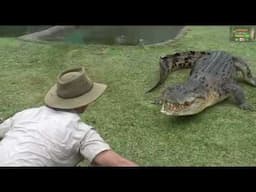Big Saltwater Crocodile loves Chicken! Crocs can feel vibrations from your foot steps! Corey Wild