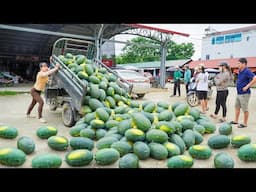 Use 3-Wheeled To Harvest Lots Of Watermelons Goes To Countryside Market Sell | Free Bushcraft