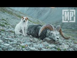 "Woody" the Fearless Jack Russell | Mark V. Peterson Hunting