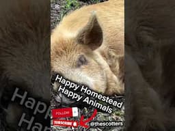 Homestead Happiness