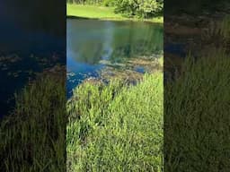 Blue Pond Dye! #ponds #homestead #fishing