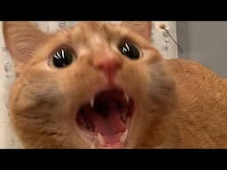😂 Funniest Cats Videos 😺🐶 || 🥰😹 Hilarious Animal Compilation №683