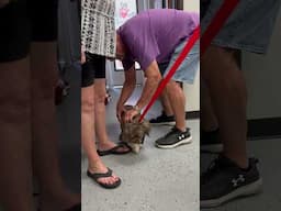 You Put the Leash On Backwards