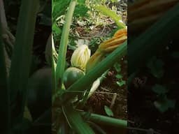 First courgettes