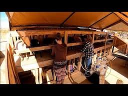Day In Our Life On Our Goat Ranch