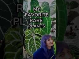 My Favorite RARE Plants (Anthurium, Alocasia, Philodendron)🪴😍