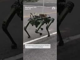 Robotic dogs were featured during the Army's 250th anniversary parade