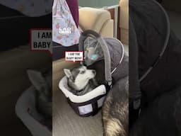 If he fits, he sits 🤣 (🎥: ViralHog)