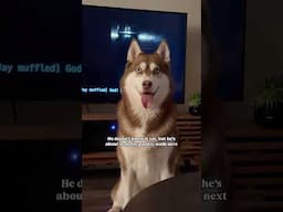 My husky Gohan is the cutest 🥰