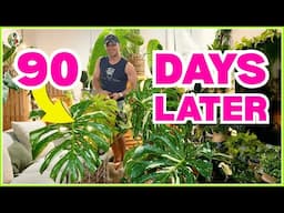 What Happened to My Monstera Thai Constellation After 90 Days?