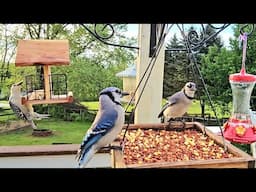 Bird Feeders In Maryland | CAT TV - Birds For Cats To Watch | Relaxing Bird Sounds For Sleep