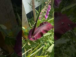 Dracunculus vulgaris announced its open inflorescence from the strong smell 😅 #dacunculusvulgaris