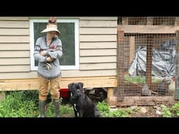 From Scrap to Coop: DIY Upcycled Chicken Coop Tour