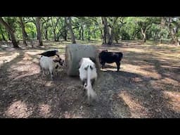 Get it Jerry 🐮💪🤠