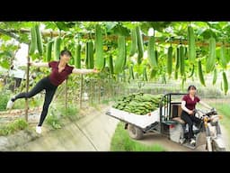 Harvest 1000 Luffa Sponge Gourd, Use 3-Wheeled Truck To Transport Many Luffa Go To Market Sell
