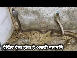 नाग और नागीन के साथ मिला नागमणि
