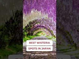 While cherry blossoms steal the spotlight, wisteria is out here SERVING looks.