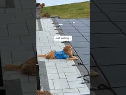 My dog when we close the pool for the winter... 💔