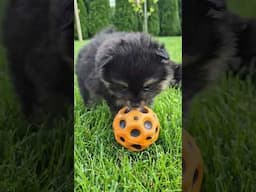 Two Little Sweet Dogs, Puppy Dogs, Happy Dosg on the grass
