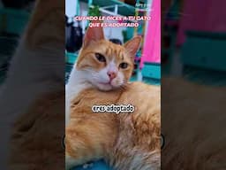 Que asi REACCIONARA mi gato cuando se entere que es adoptado y se lo quité a su mama 🤭😹✨ #michis