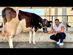 25 HF cows available for sale || Low rates || Maratha Dairy Farm || Karnal-Haryana